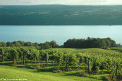 Copyright Ted Crane. tedcrane.com - Ted Crane photo - Photograph courtesy of Seneca Lake Wine Trail